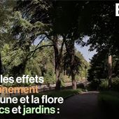VIDEO. Avec le confinement, la biodiversité des parcs parisiens s'est fortement développée