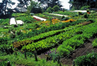 un-champs-de-permaculture.jpg